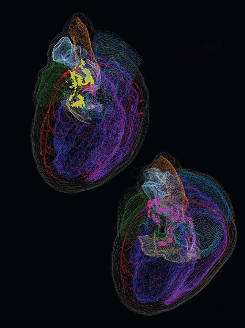 Your Heart Has a Mind of Its Own—And It Remembers: The New Biology of Level 4 Healin