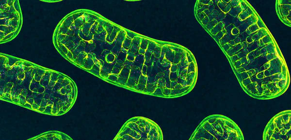 Amino Acids Powder vs. Amino Acids Tablets: What’s Best for Performance?