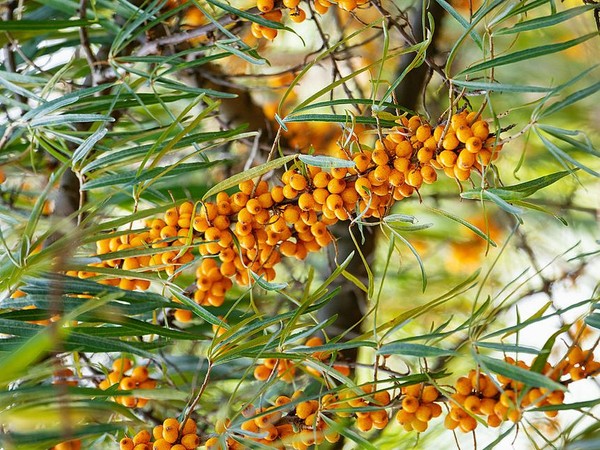The healthiest berry you never knew about: Sea Buckthorn