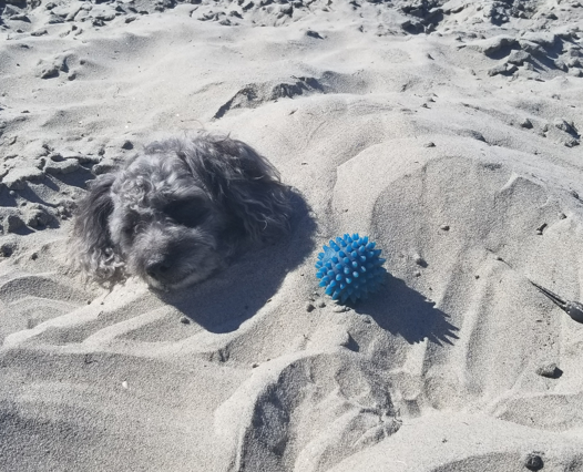 5 Health and Fitness Secrets That I Learned From my Dog