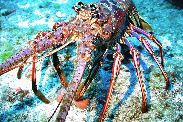 The Secret to Long Life Learned from Lobsters