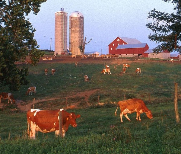 Beef Protein vs. Whey Protein Powder: Which Is Better?