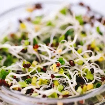 Is there an upper limit to broccoli sprout consumption? | Jed Fahey