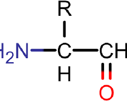 Understanding Amino Acids: Essential Components for Health and Performance