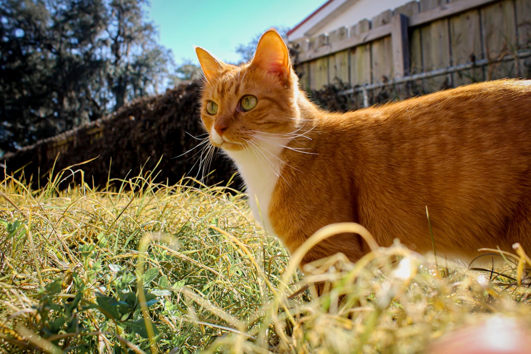 Circadian Health for Pets