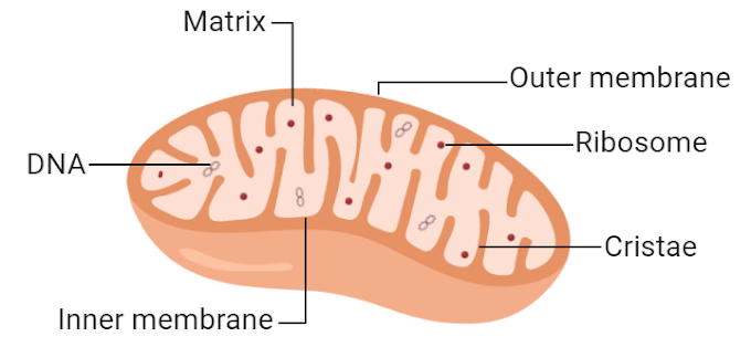 Mitochondria — the “Powerhouses of the Cell” and Why Their Failure Underlies So Much Disease