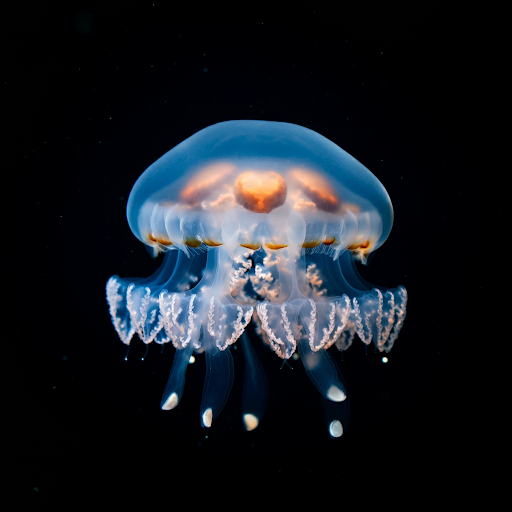 Comb Jellyfish Defy Aging with Remarkable Reverse Development Abilities. Are Humans Next?