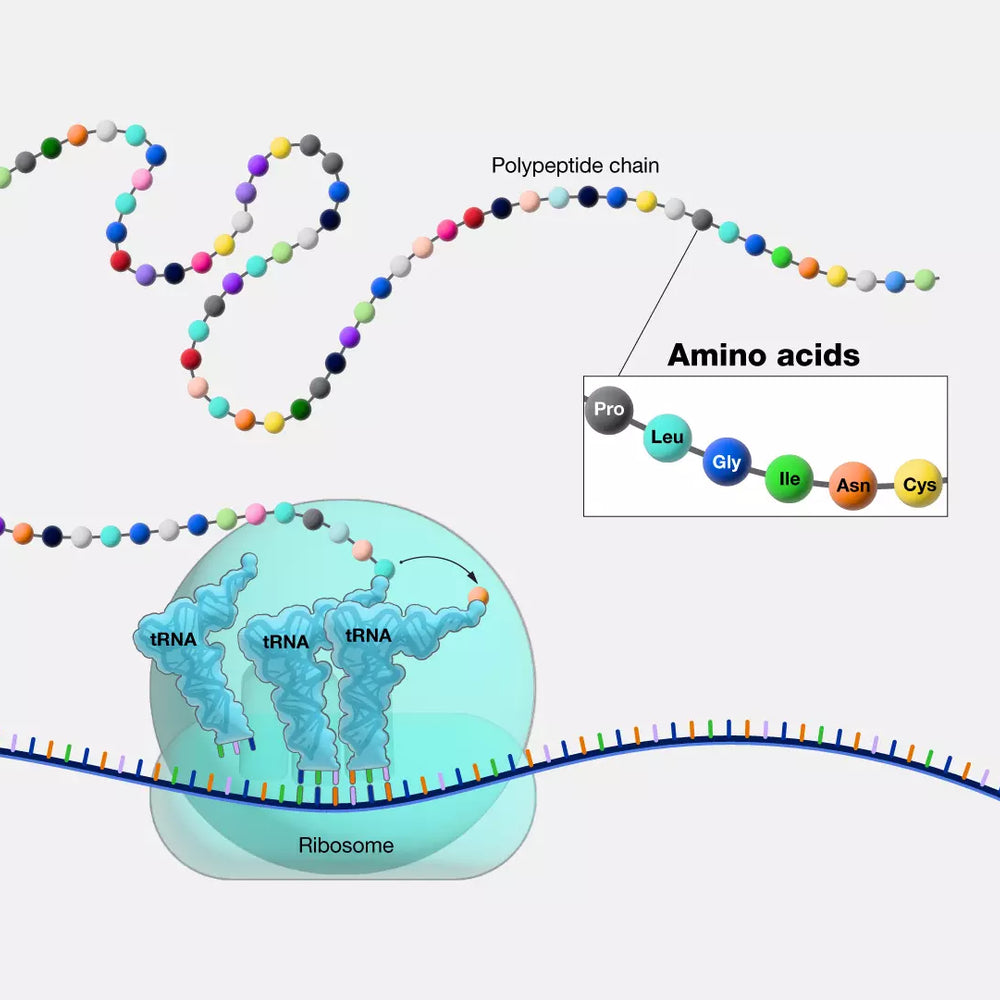 Mitochondrial Support