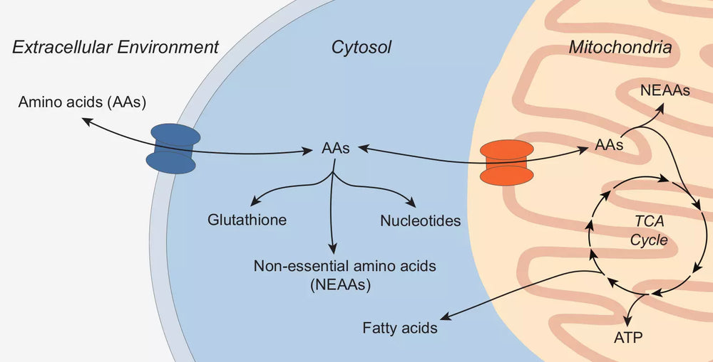 Research on Protein Synthesis