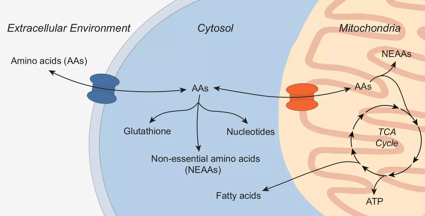 Research on Protein Synthesis