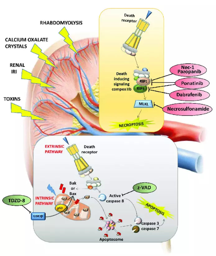 Optimize Cellular Health & Function